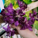 Dendrobium Betty Rose Purple